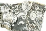 Ammonite (Promicroceras) Cluster - Marston Magna, England #282033-1